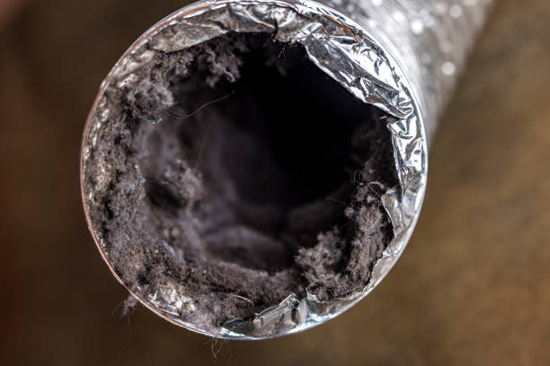 Best Air Duct Mold Removal  in Shongopovi, AZ